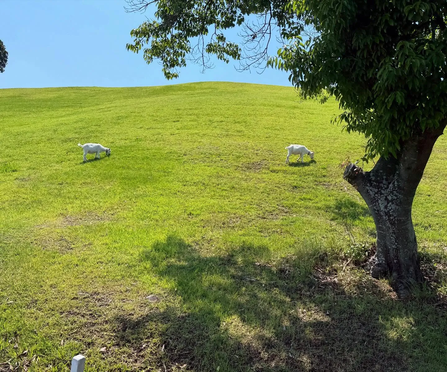 休日ゴルフ⛳️